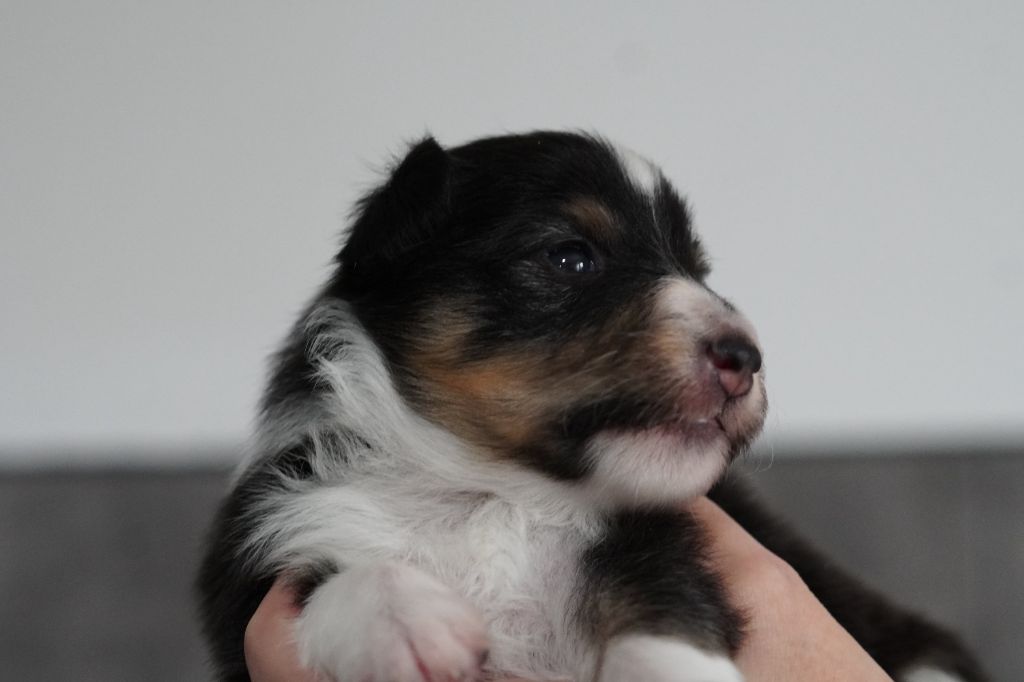 Des Chéris A Lily - Chiots disponibles - Shetland Sheepdog
