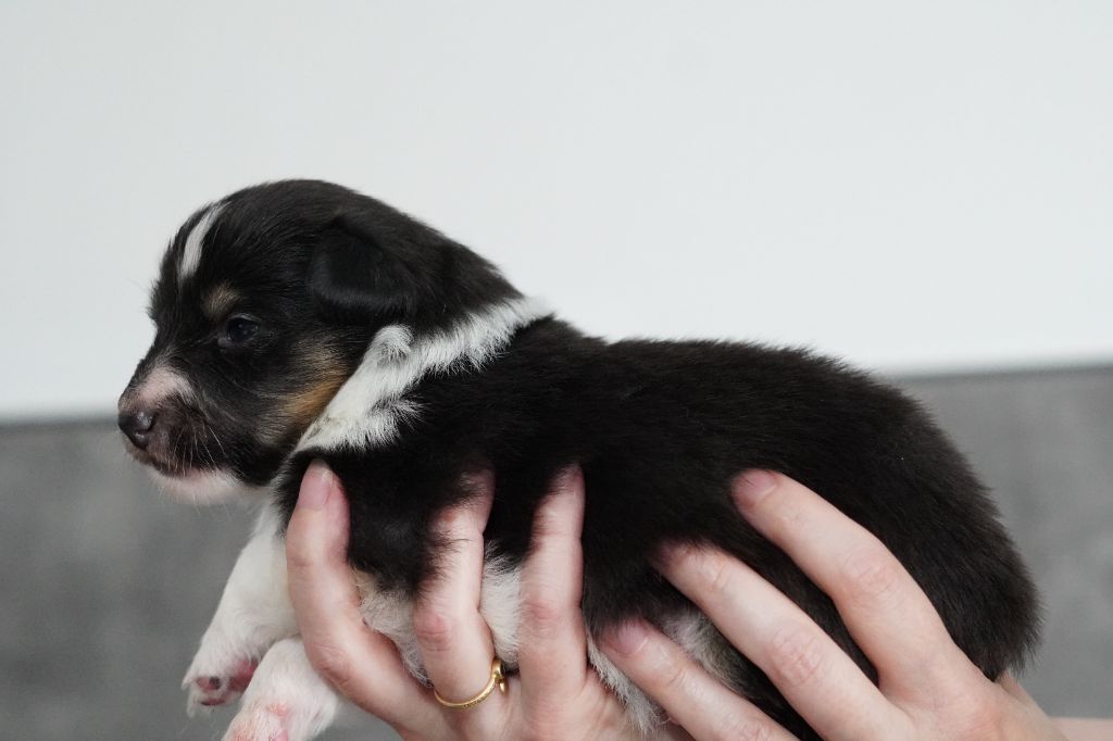 Des Chéris A Lily - Chiots disponibles - Shetland Sheepdog